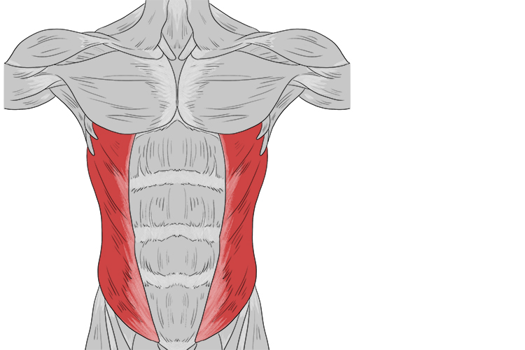 Muscle positioned on the sides of the torso which assists body rotation and bending